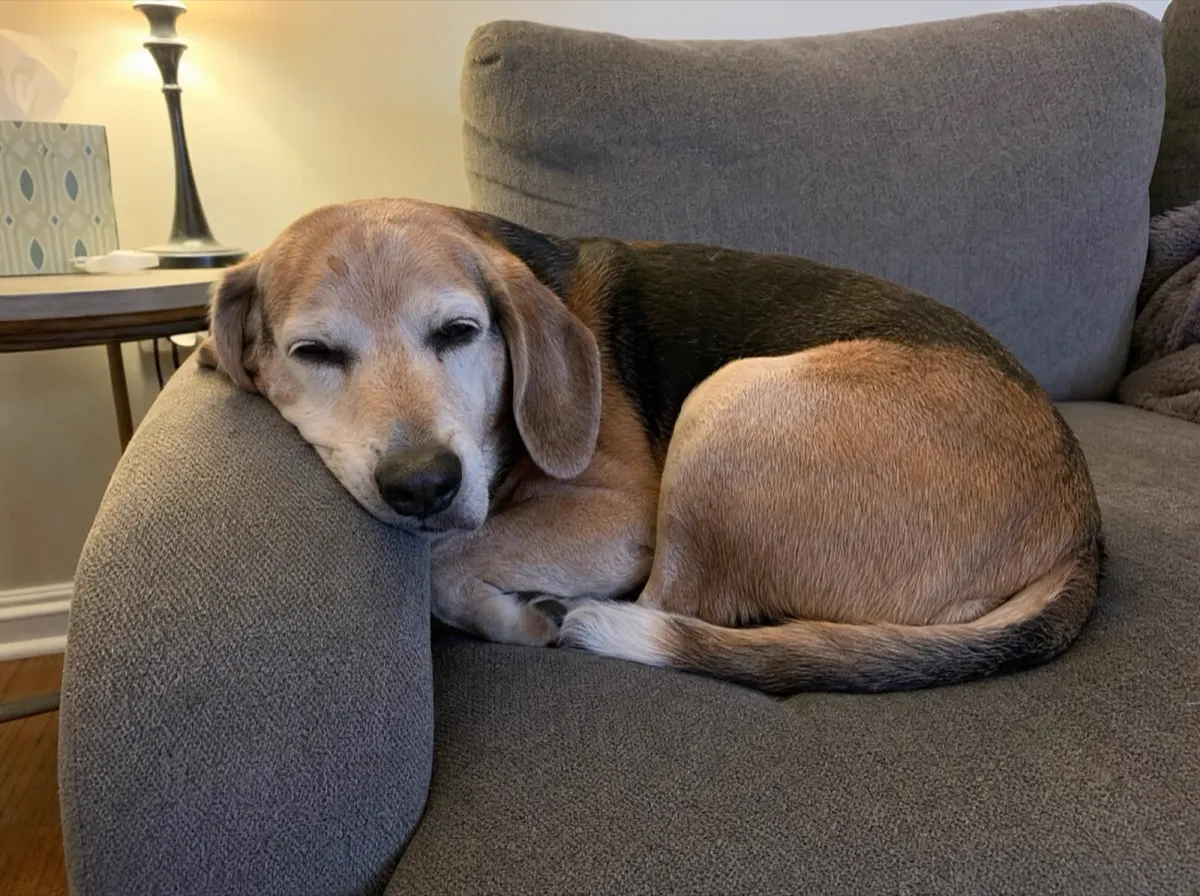 Max back up on the sofa
