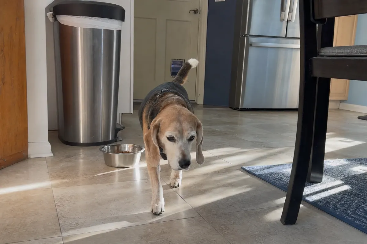 Beagle walking away from a finished bowl