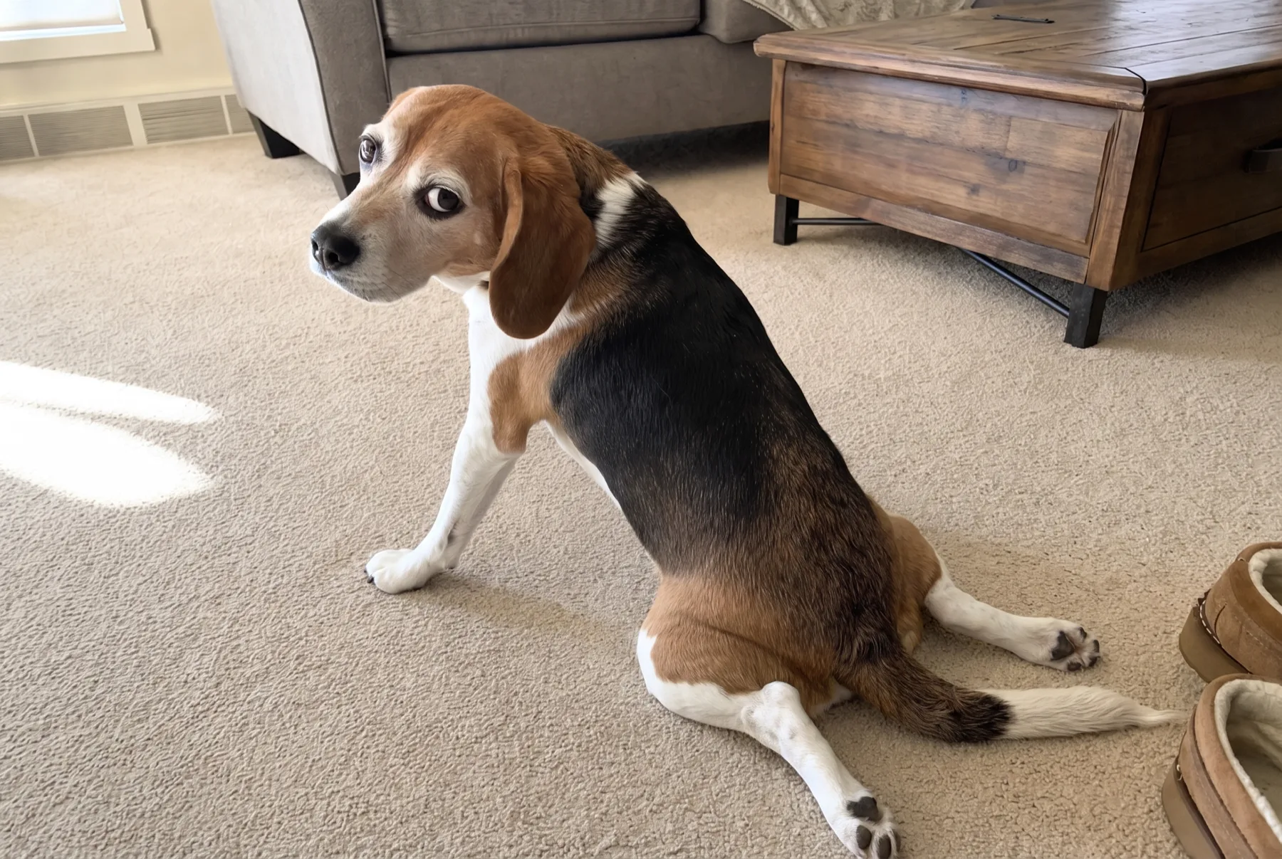 Beagle dragging his rear across the living room carpet