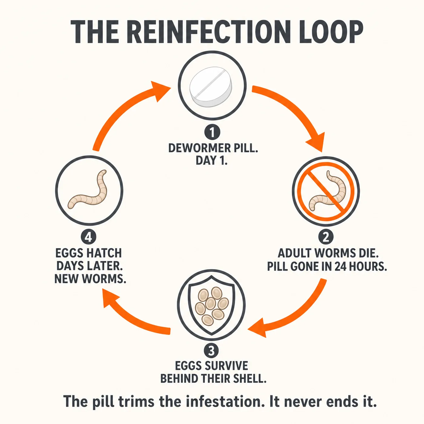 The reinfection loop. The dewormer kills the adults and is gone in 24 hours, the eggs survive behind their shell and hatch days later