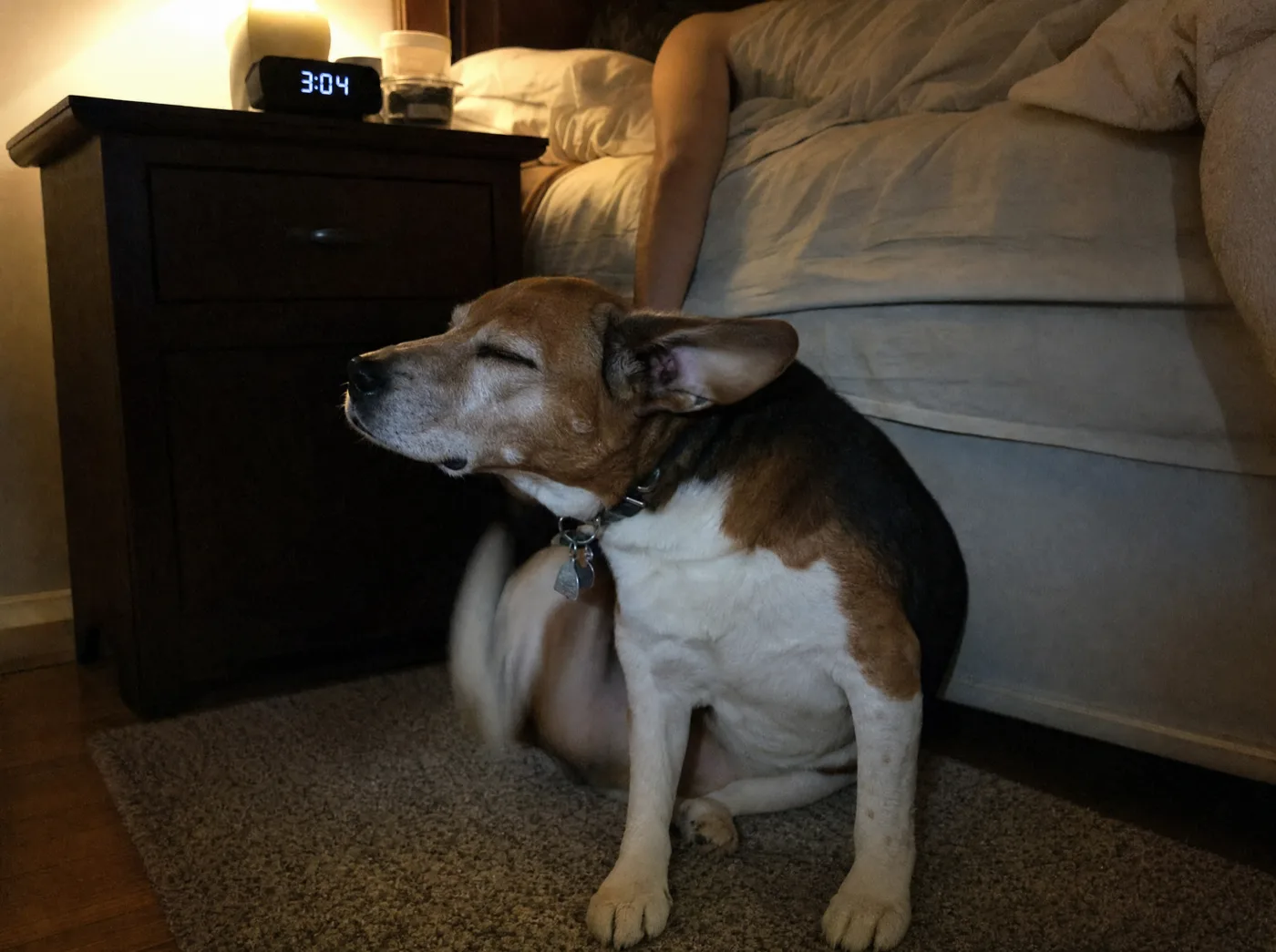 Beagle scratching hard at his neck on the bedroom rug at 3am