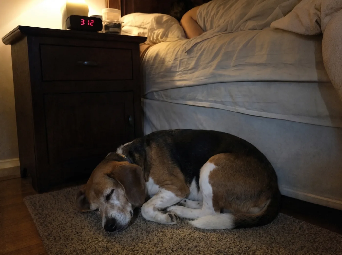 Beagle asleep on the bedroom rug at 3am, no scratching