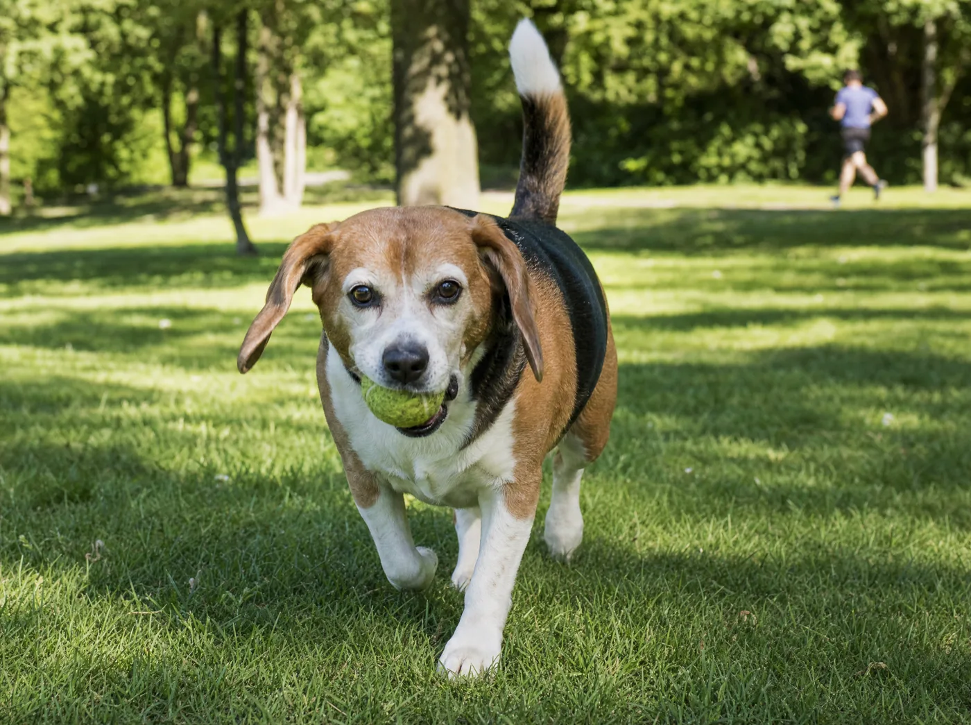 Beagle trotting across the park lawn with a tennis ball, coat glossy