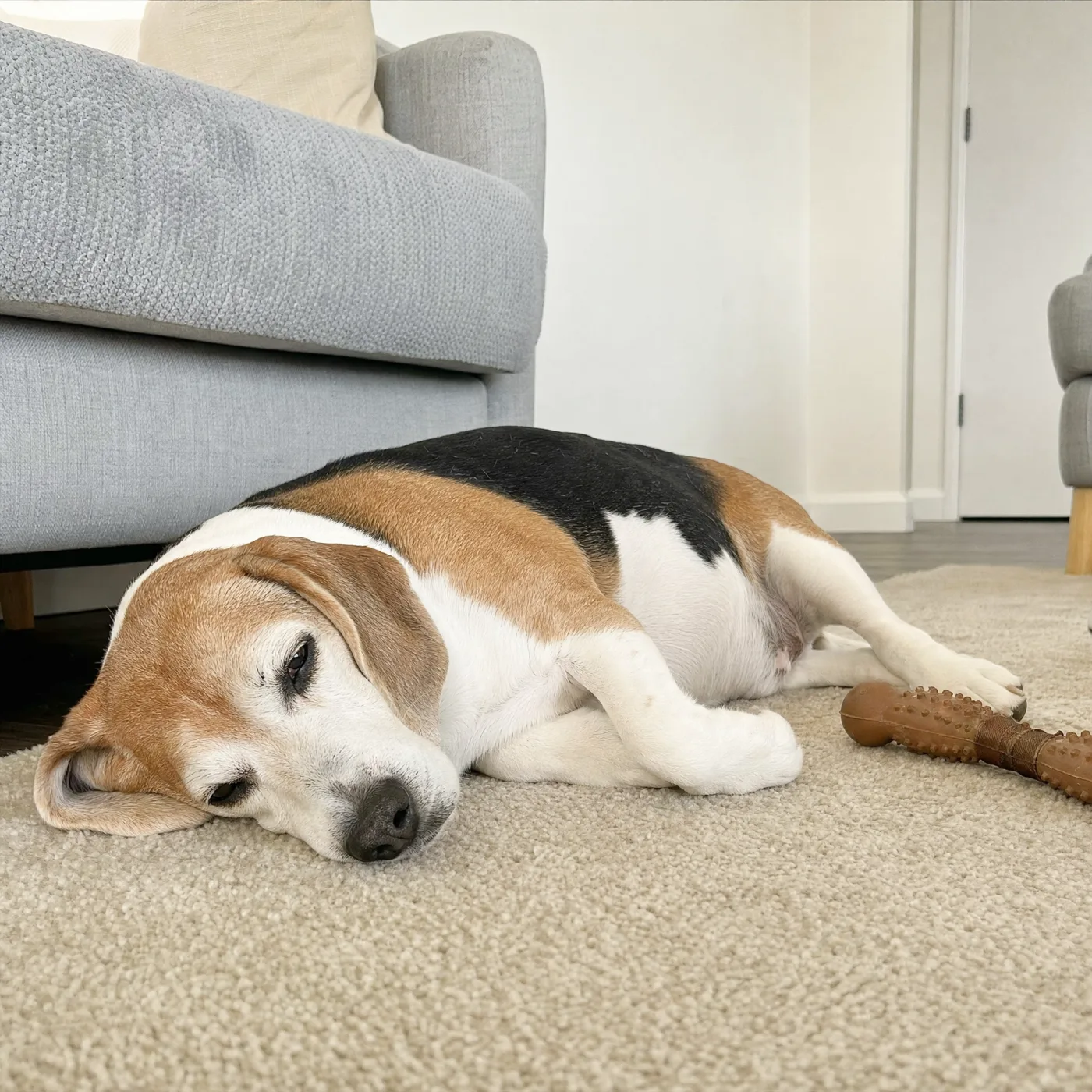 Beagle lying relaxed on the rug, belly flat, coat glossy