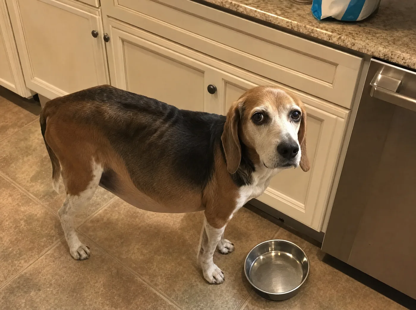 Underweight beagle with a swollen belly begging beside an empty bowl