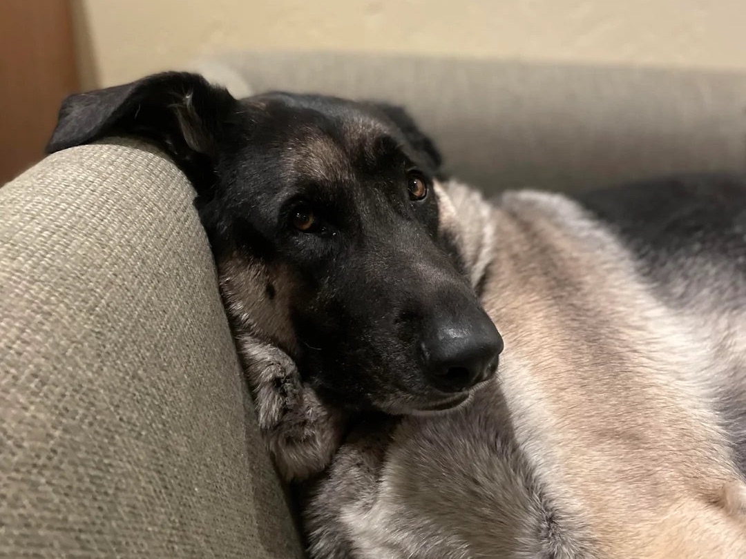 Duke resting on the couch