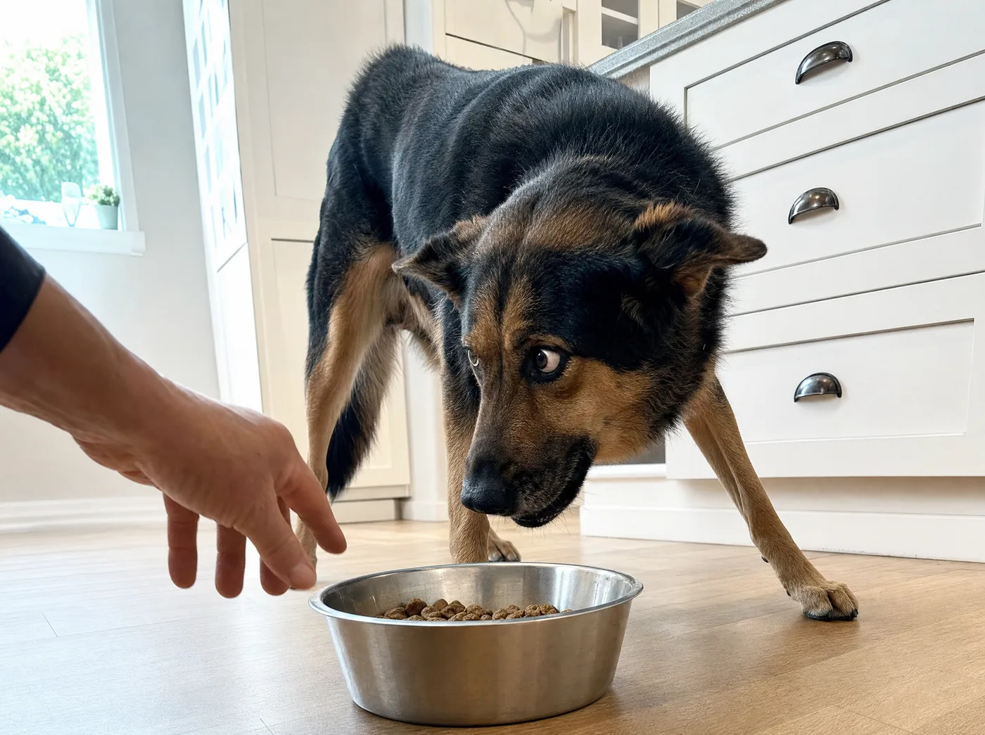 Shepherd mix standing stiff over his food bowl as a hand reaches toward it