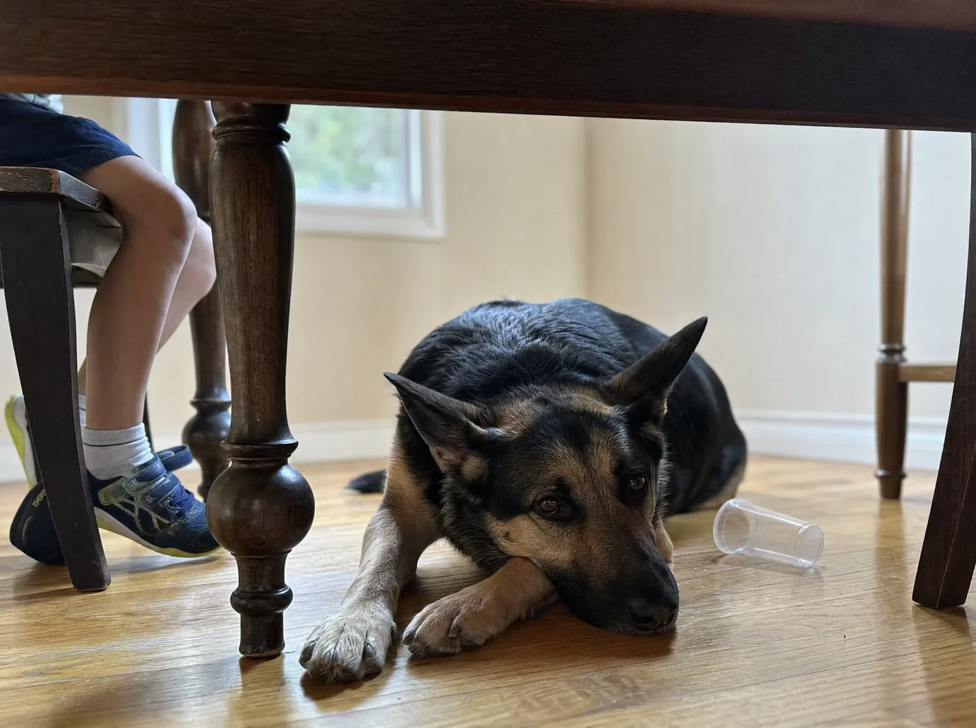 Shepherd mix lying relaxed under the kitchen table next to a child's feet, ignoring a dropped cup