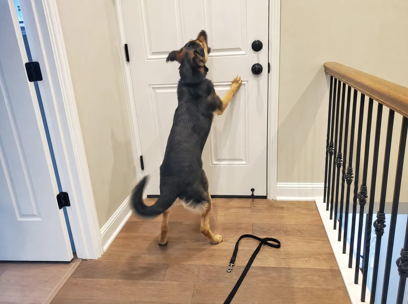 Shepherd mix up against the front door, barking at the doorbell