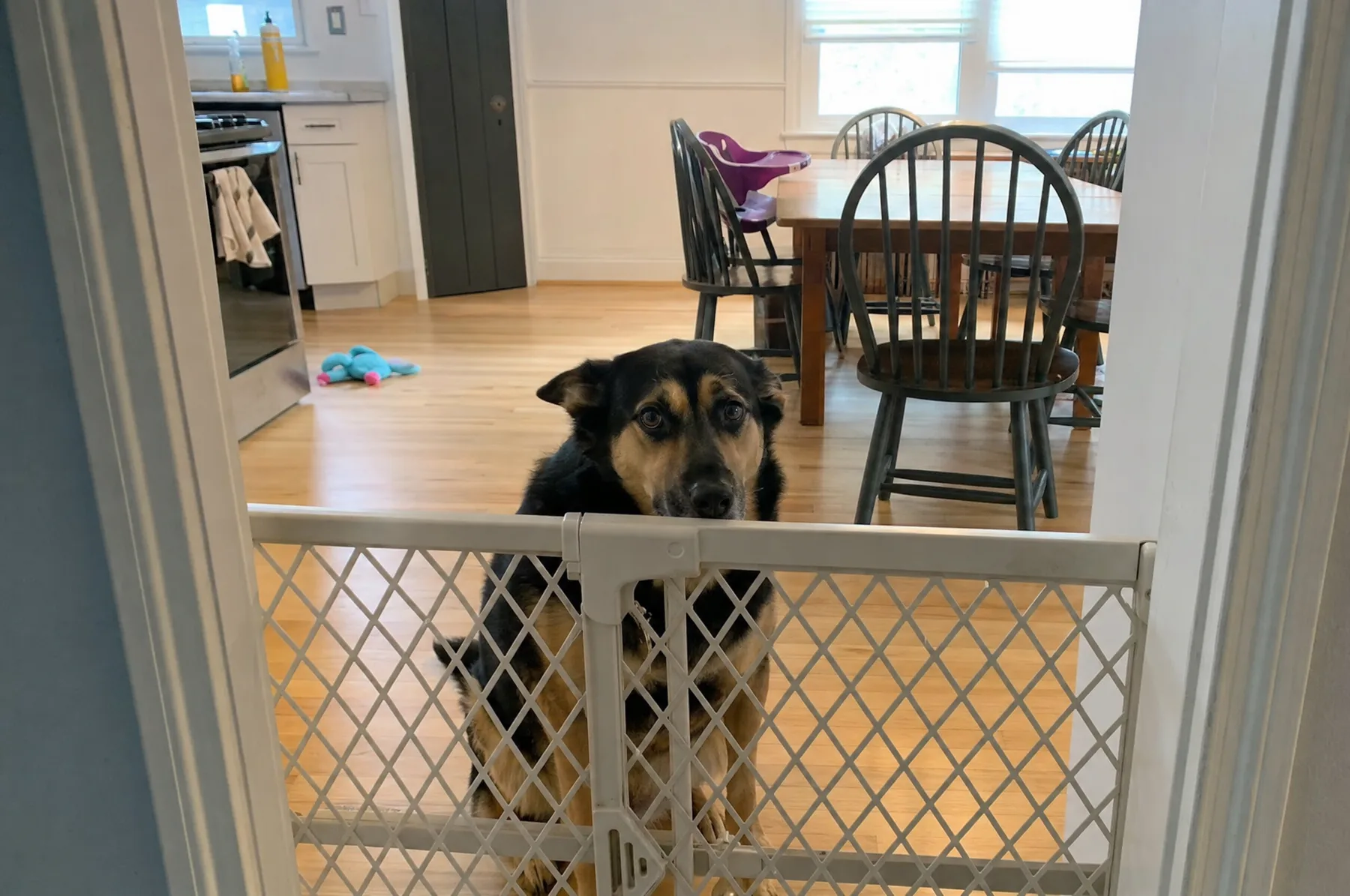 Shepherd mix sitting behind a baby gate in the kitchen doorway, looking at the family table