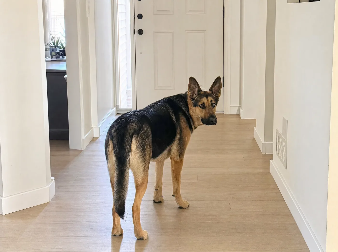 Shepherd mix standing calmly by the front door, looking back at his owner
