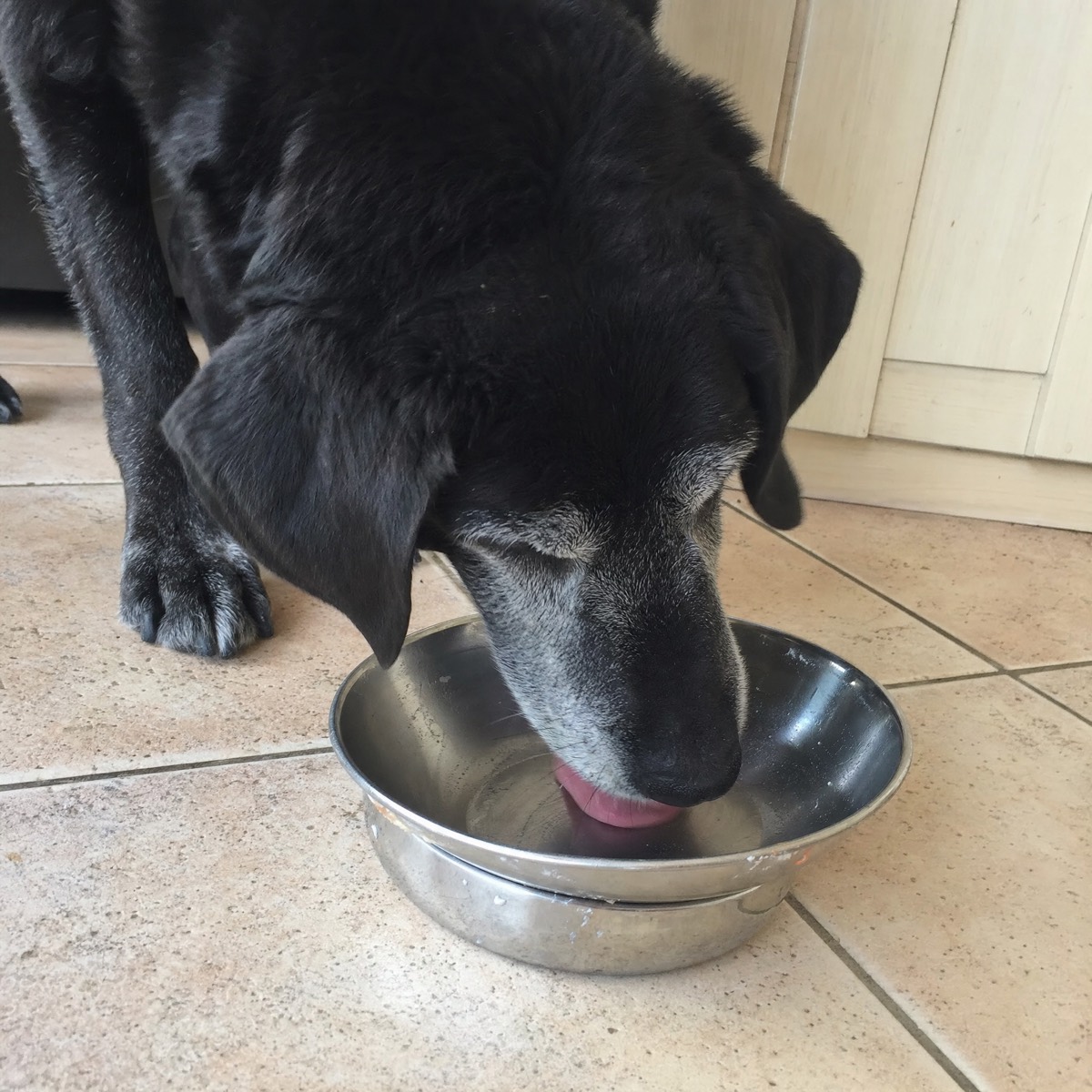 Bella at her bowl